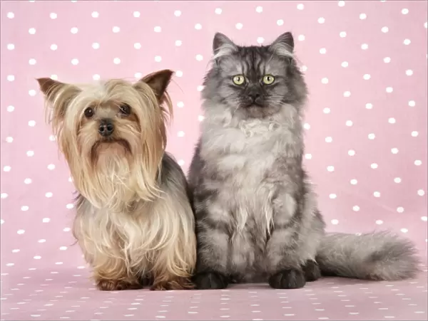 Cat & Dog - Chincilla X Persian. dark silver smoke with a Yorkshire Terrier dog Digital Manipulation: softend Cat's face