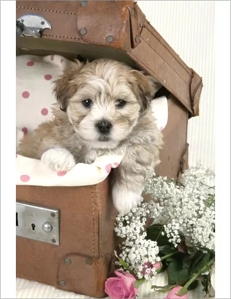 Dog - 7 weeks old Lhasa Apso cross Shih Tzu puppy in suitcase Digital Manipulation: flowers changed to pink