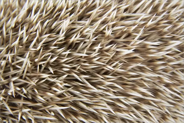 Hedgehog spines ' blonde '