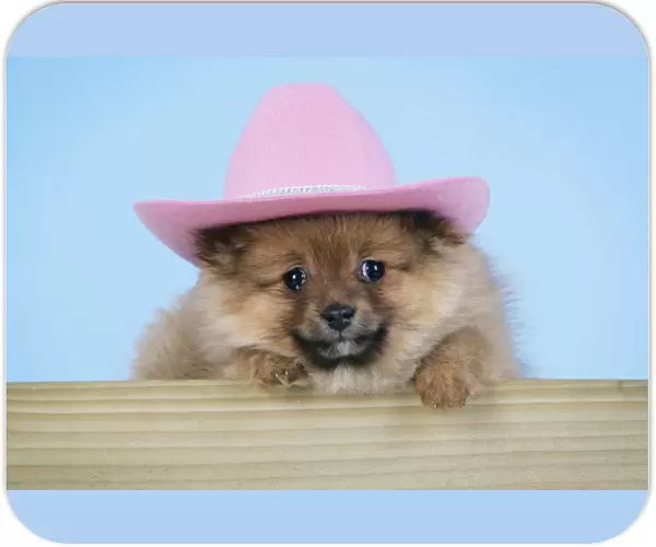Dog. Pomeranian puppy (10 weeks old) wearing pink hat