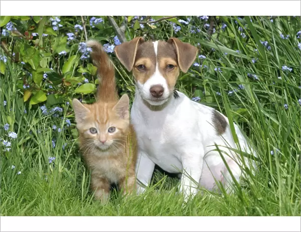 Kitten & ( Jack Russell ) puppy