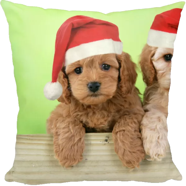 Dog. Cockerpoo puppies (7 weeks old) looking over fence wearing Christmas hats. Digital Manipulation: Hats JD