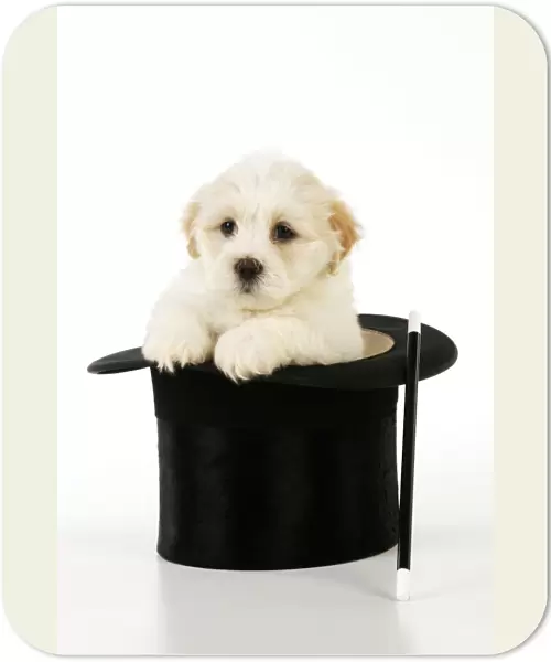 Dog. White teddy bear puppy sitting in a top hat with a magic wand