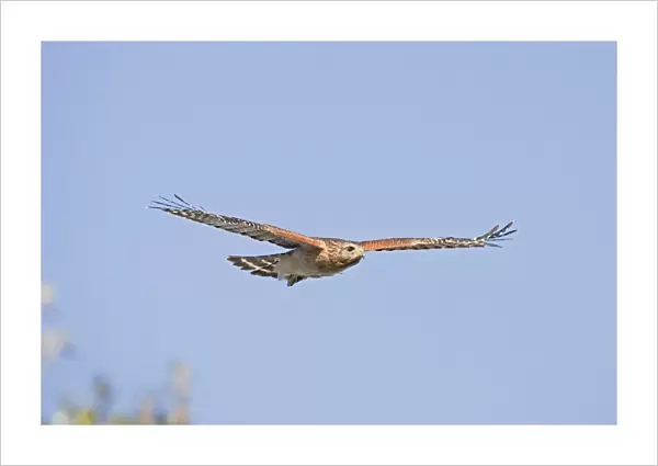 Red-shouldered Hawk - Adult bird with typical paler plumage of southern Red-shoulders - in flight - South Central Florida - USA - January