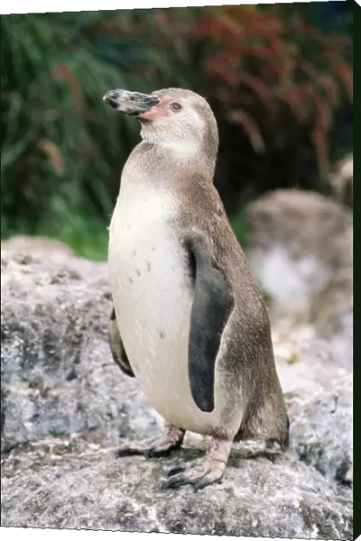 Humboldt  /  Peruvian Penguin - juvenile