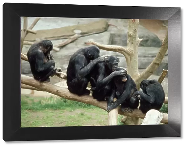 Pygmy Chimpanzee - grooming