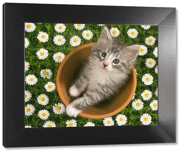 Cat - Norwegian forest kitten in flowerpot with flowers Digital Manipulation: added extra flowers