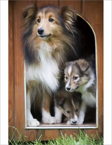 Dog - Shetland Sheepdog and puppies in kennel