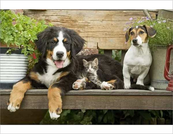 Dog - Bernese Mountain Dog, Jack Russell Terrier puppy and kitten sitting on bench