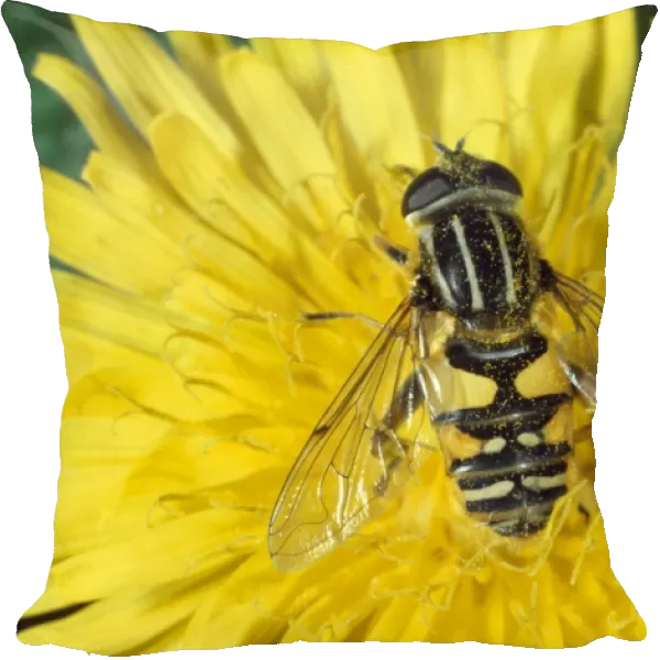 Hoverfly  /  Sunfly