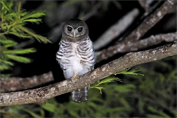 White-browed Hawk-Owl - Berenty Private Reserve - Southern Madagascar