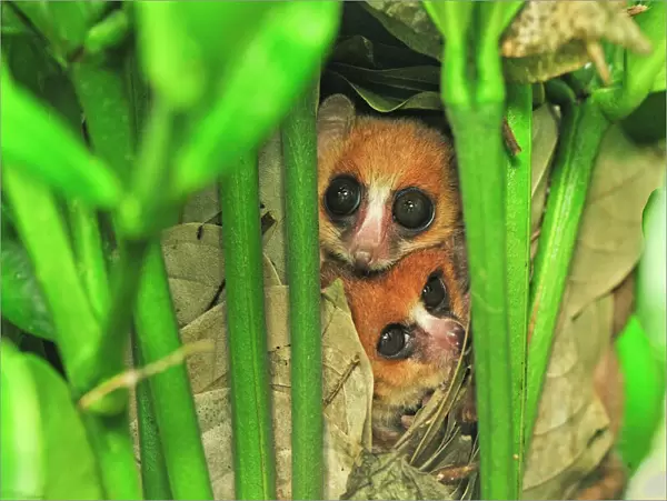 Goodman's Mouse Lemur in the nest - new species discovered in Aug 2005 - Masoala National Park - Madagascar