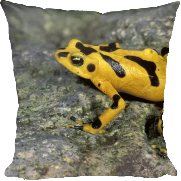 Cerro Campana Stubfoot Toad  /  Golden Arrow Poison Frog - El Valle de Anton - Panama