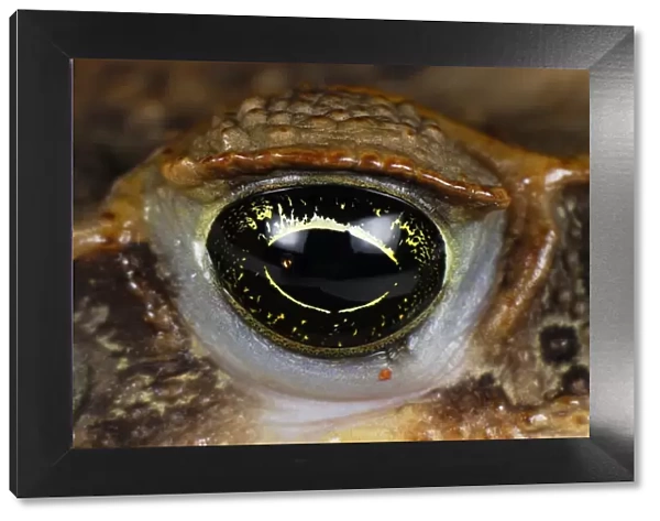 Marine Toad  /  Cane toad - close-up of eye - San Cipriano Reserve - Cauca - Colombia