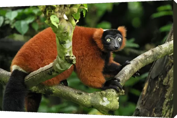 Red ruffed Lemur - Masoala - Madagascar