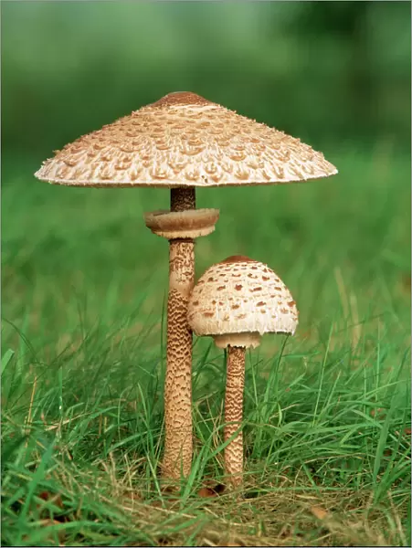 Parasol Fungi ME 180 Edible Lepiota procera © Johan De Meester  /  ARDEA LONDON