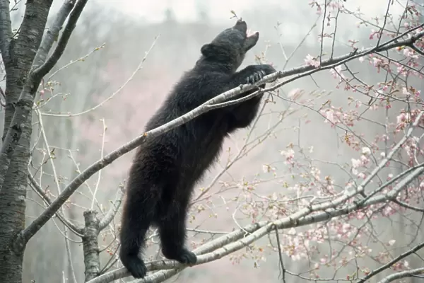 Asiatic Black Bear - in tree with blossom Japan