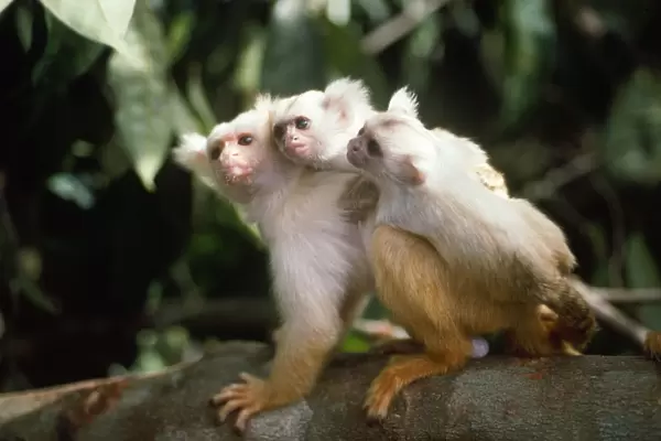 Golden-white Tassel-ear Marmoset - male carying 3 week old infants. Amazonas Brazil