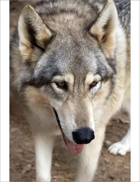 Red Wolf - Southern USA