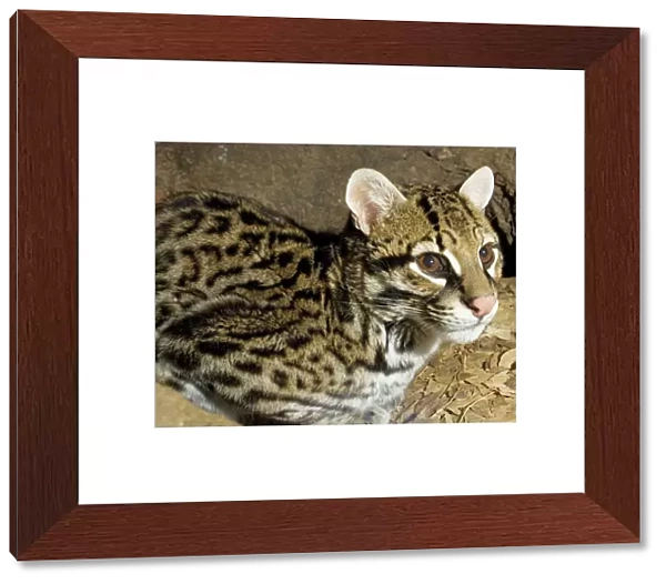 Ocelot - (Leopardus pardalis albescens) (formerly Felis) Mexican subspecies; almost extinct in USA