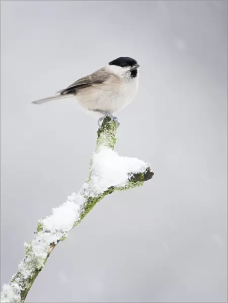 Marsh Tit - In snow storm - Cleveland - UK