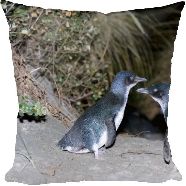 Little blue Penguin - penguins just coming ashore at night to proceed to their nests which are hidden in the dense vegetation - Tasmania, Australia