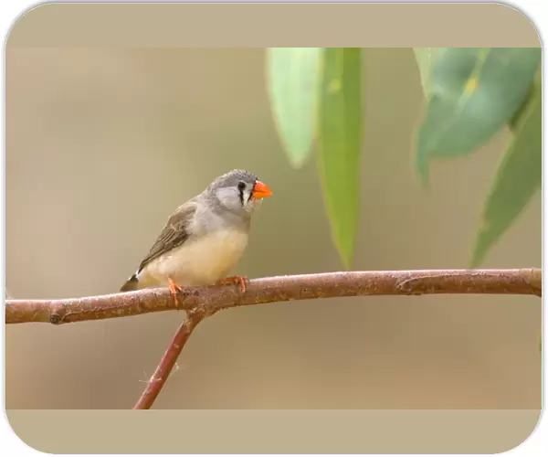 Zebra Finch - female adult sits on a branch near one of the permanent waterholes in arid central Australia - Ellery Creek Big Hole, West MacDonnell National Park, Northern Territory, Australia