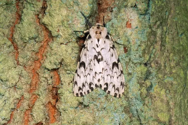Black Arches Moth - on Oak tree UK