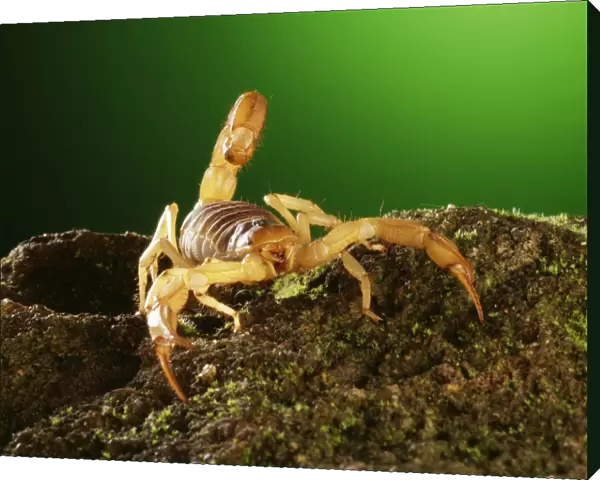 Scorpion TEA 5 Opisthophtalmus sp. © Andy Teare  /  ARDEA LONDON