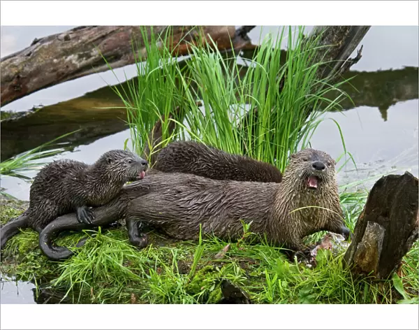 Northern River Otter - mother eating a rainbow trout while her young pups try to snatch a bite (they are still mostly nursing at this stage though certainly interested in the fish)