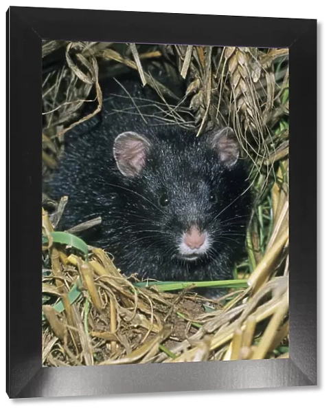 Common Hamster - black variation, Lower Saxony, Germany