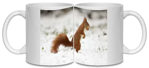 European Red Squirrel - with hazelnut in mouth, winter snow, Lower Saxony, Germany