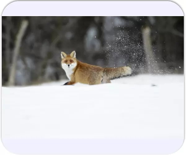 European Red Fox - running across snow covered field, Lower Saxony, Germany
