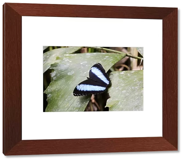 Blue Morpho Butterfly Manu Wildlife Reserve Amazon Peru