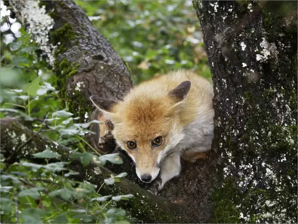 Red Fox in a tree