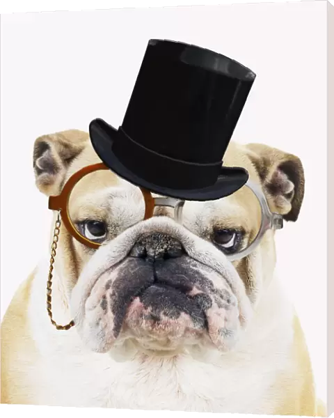 13131485. Bulldog, wearing top hat monocle and bow tie glasses Date