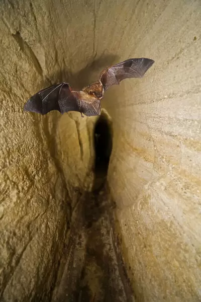 13132582. Whiskered bat, Myotis mystacinus, flying inside cave