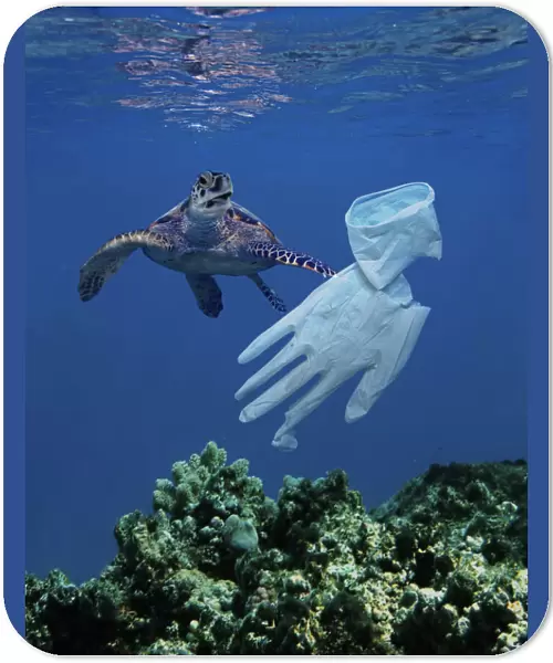 13132601. Hawksbill Turtle approaching surgical glove drifting in the ocean