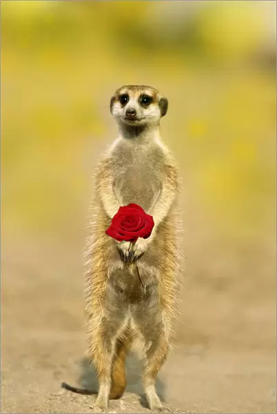 13132668. Suricate  /  Meerkat, holding rose Date