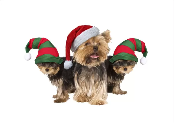 13131758. Yorshire Terrier Dogs, with Father Christmas and Elf hats Date