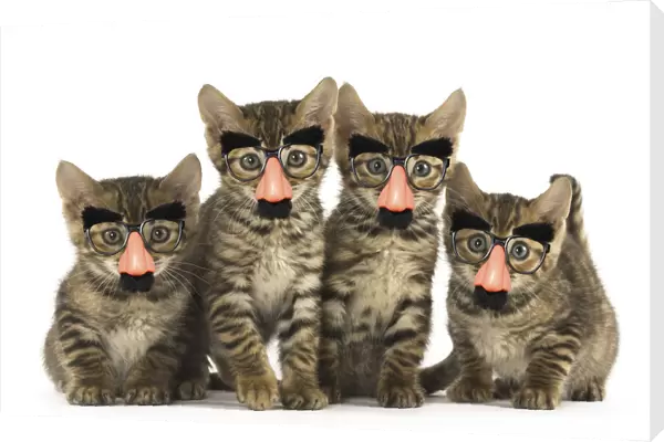 13131811. Toyger kittens in the studio wearing false nose Groucho glasses Date