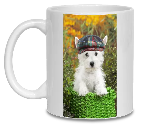 13132257. Dog - Westie  /  West Highland White Terrier puppy wearing tartan hat Date