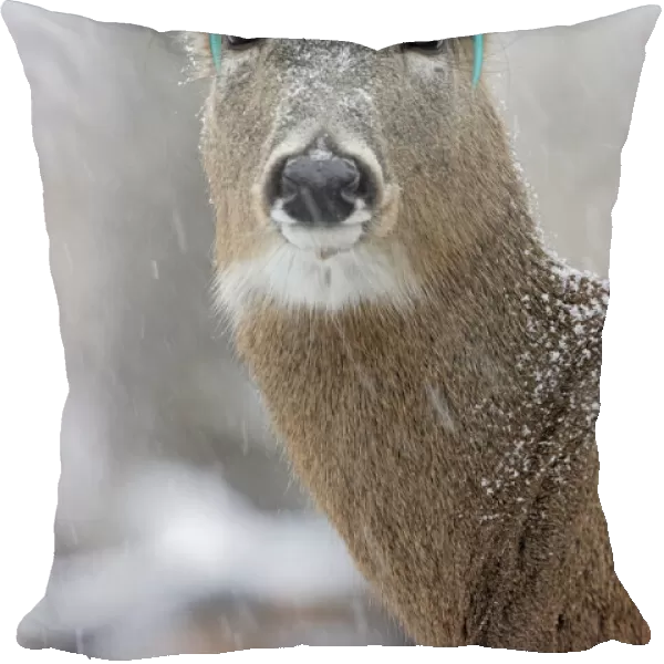 White-tailed Deer  /  Whitetail, wearing antler headband in snow