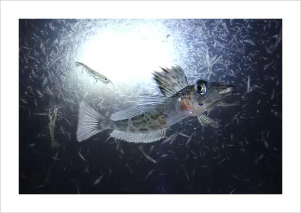 Crocodile icefish, Pagetopsis maculatus, eating Antarctic krill (Euphausia superba). Live usualy on a deep range between 200 and 800 m. From Antarctic Peninsula