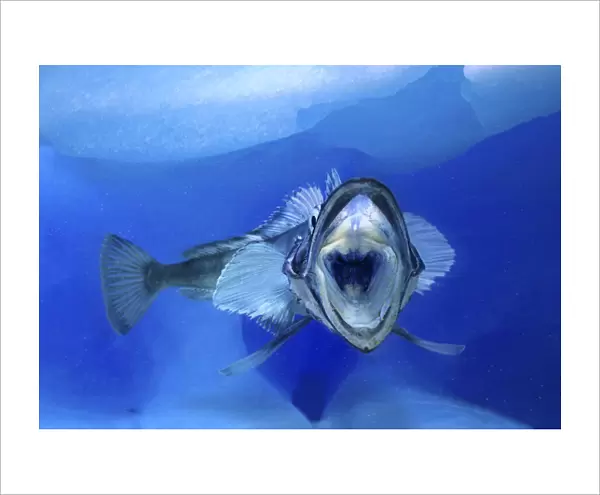 Mackerel icefish, Champsocephalus gunnari, with mouth open. Unlike other vertebrates, fish of the Antarctic icefish family (Channichthyidae) do not use haemoglobin to transport oxygen around their bodies; instead