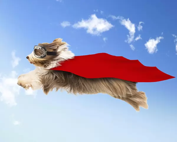 Bearded Collie Dog, flying in mid-air wearing goggles and cape