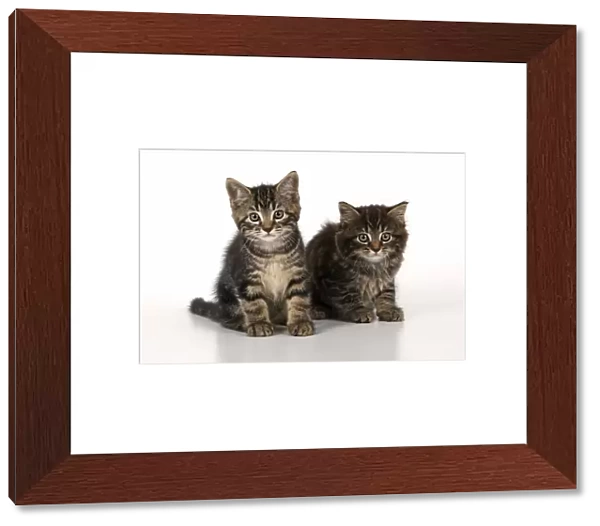 CAT. 7 weeks old tabby kittens, sitting together, cute, studio, white background