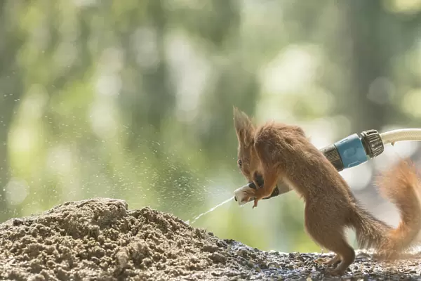 young Red Squirrel with a water hose