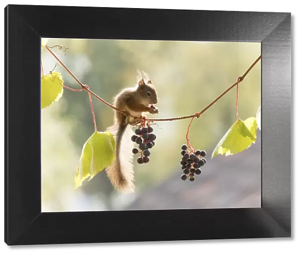 young Red Squirrel on a grape branch