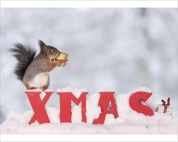 Red squirrel standing on capitals in snow with an present